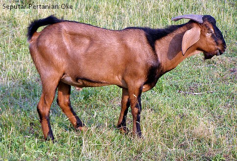Kambing