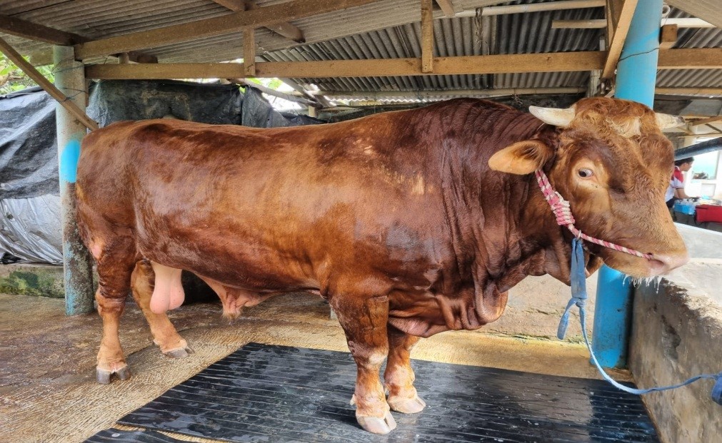 Sapi Gemuk